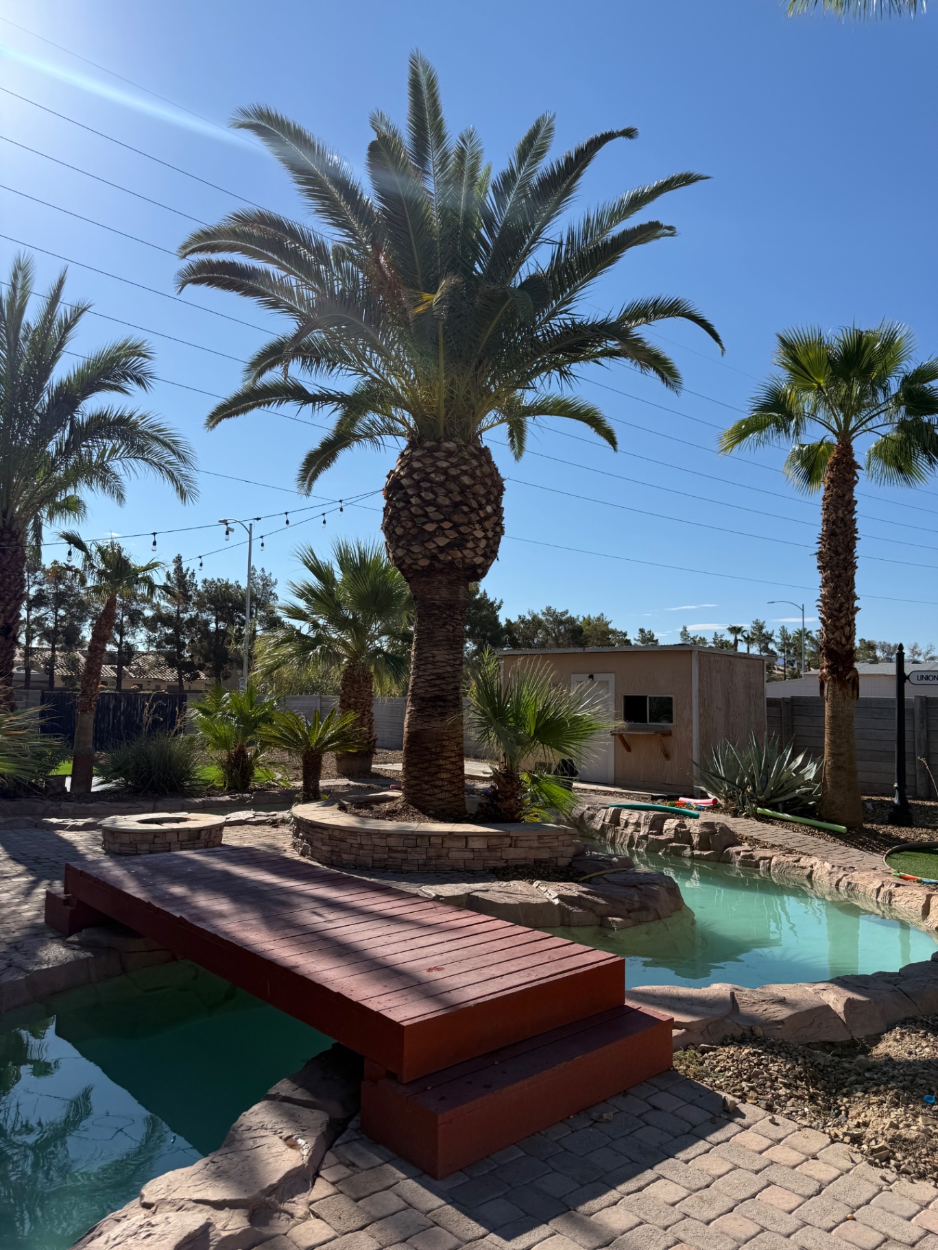 Complete Palm Tree Trimming & Shaping — after