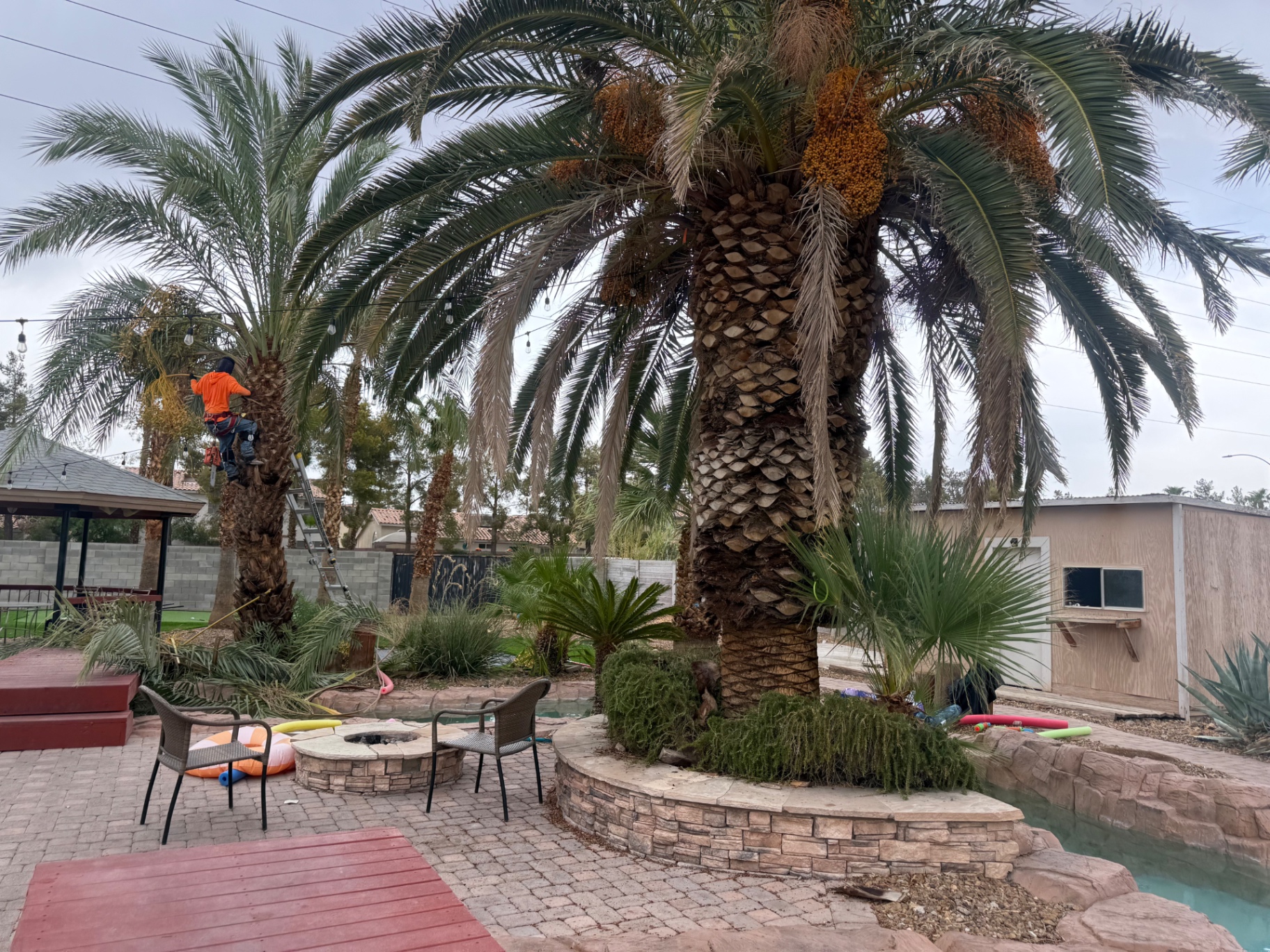 Complete Palm Tree Trimming & Shaping — before
